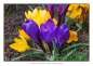 Preview: Bildkarten mit Frühlingsblumen für Senioren