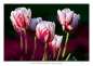 Preview: Solch schöne Tulpen zum Gedächtnistraining für Senioren wachsen & gedeihen meist in den Niederlanden