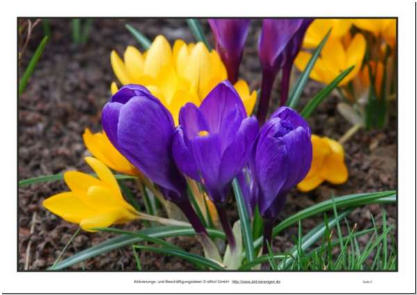 Bildkarten mit Frühlingsblumen für Senioren