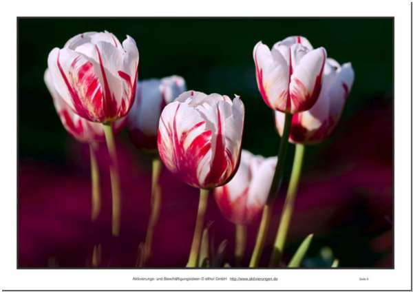 Solch schöne Tulpen zum Gedächtnistraining für Senioren wachsen & gedeihen meist in den Niederlanden